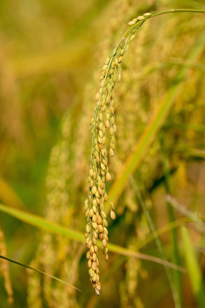 rice, yellow, nature, asian, food, rice, rice, rice, rice, rice